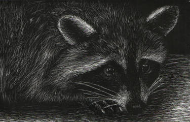 Raccoon Scratchboard