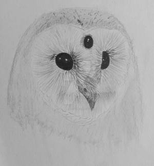 barnowl