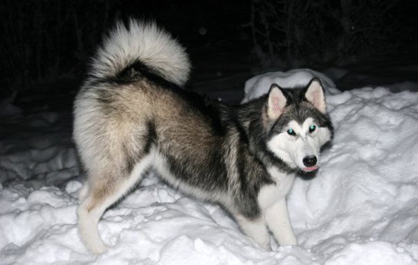 Maya play in the snow