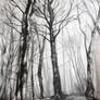 the bald trees