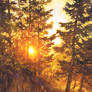 Golden Sunset Trees