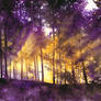 Light Through the Purple Trees