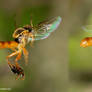 Flight sequence