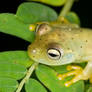 Frog on a branch