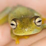 Portrait of a sleepy frog