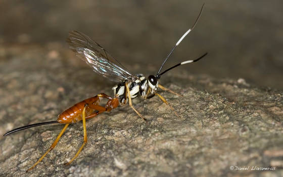 Female Ichneumon wasp