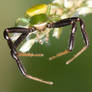 Male crab spider weaving