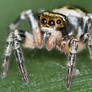 Jumping spider