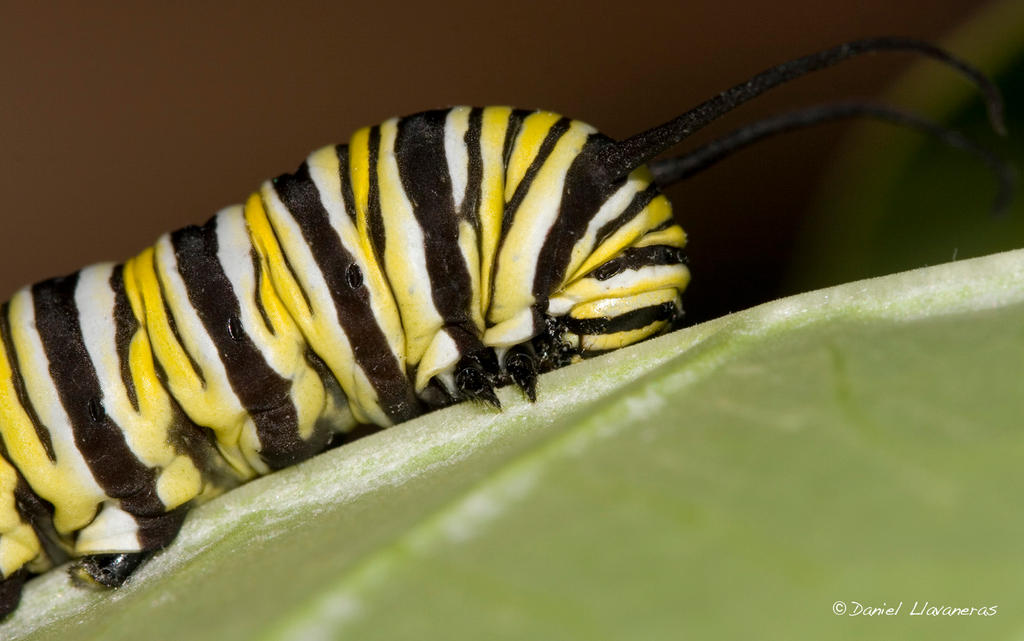 Monarch butterfly larva