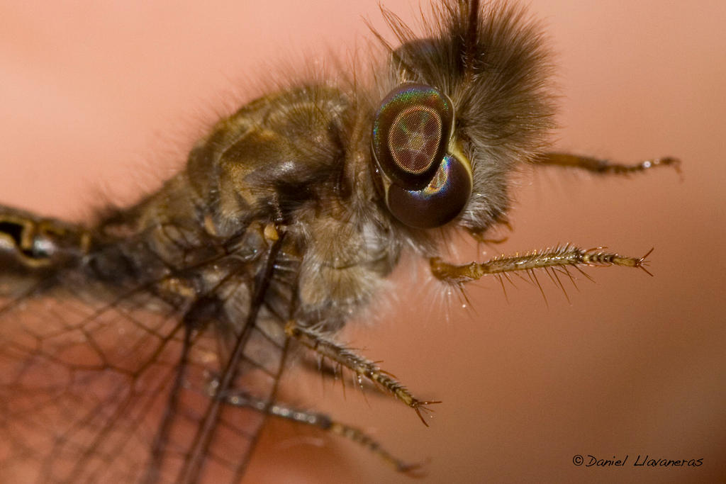 Ascalaphidae closeup