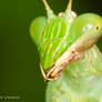 Mantis closeup