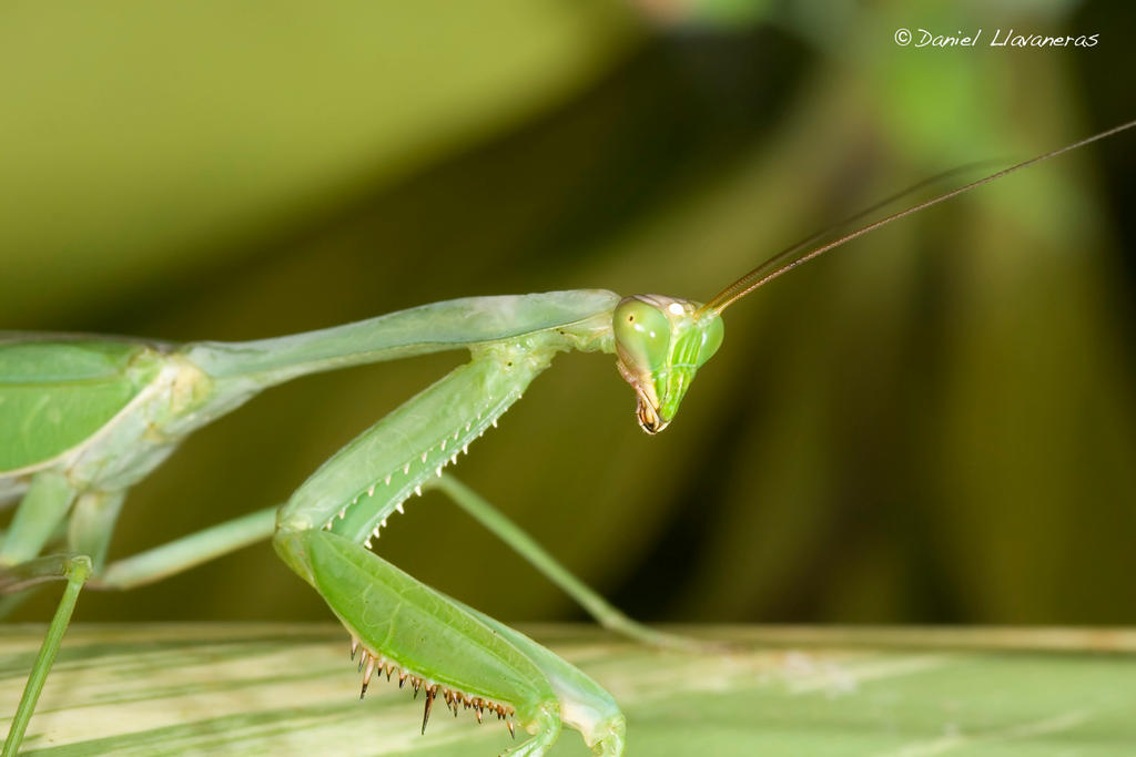 Stagmatoptera