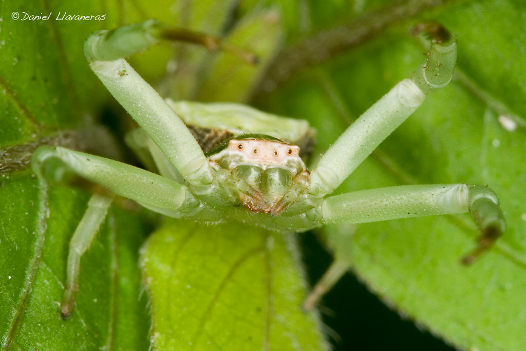 Angry crab spider