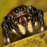 Red and black Salticidae