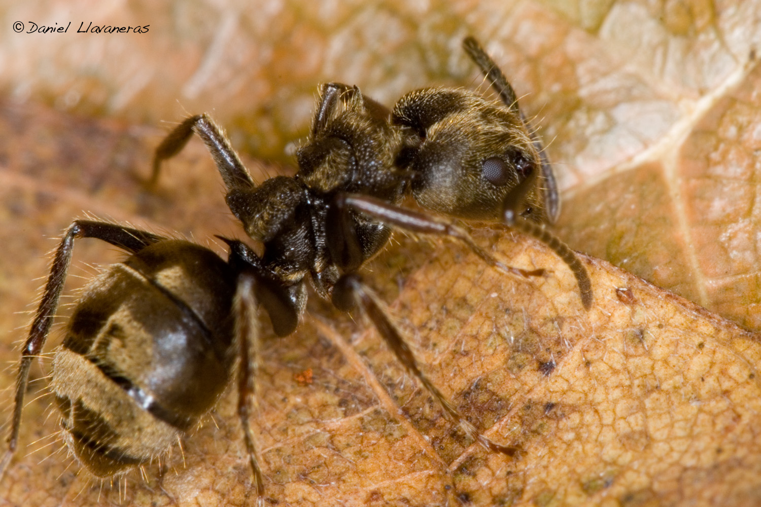 Camponotus sp.