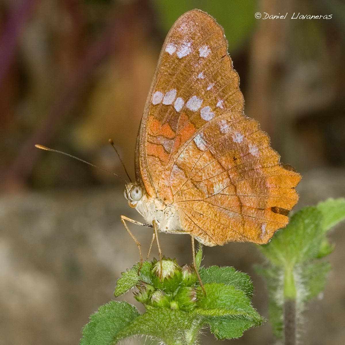 Orange butterfly on leaves