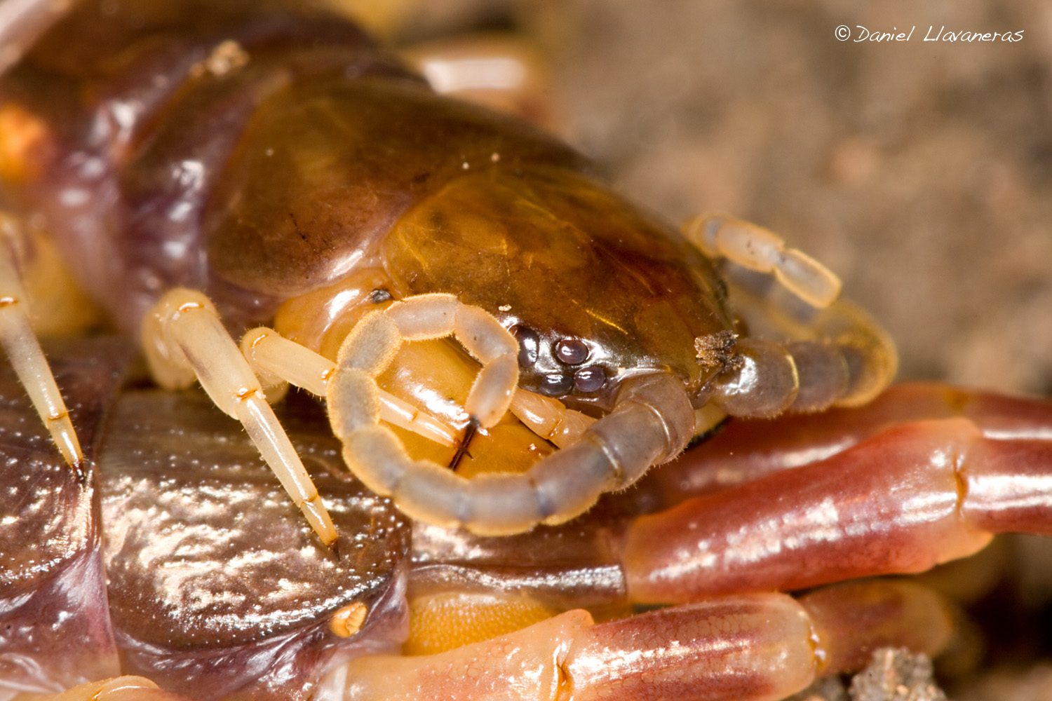 Menacing centipede