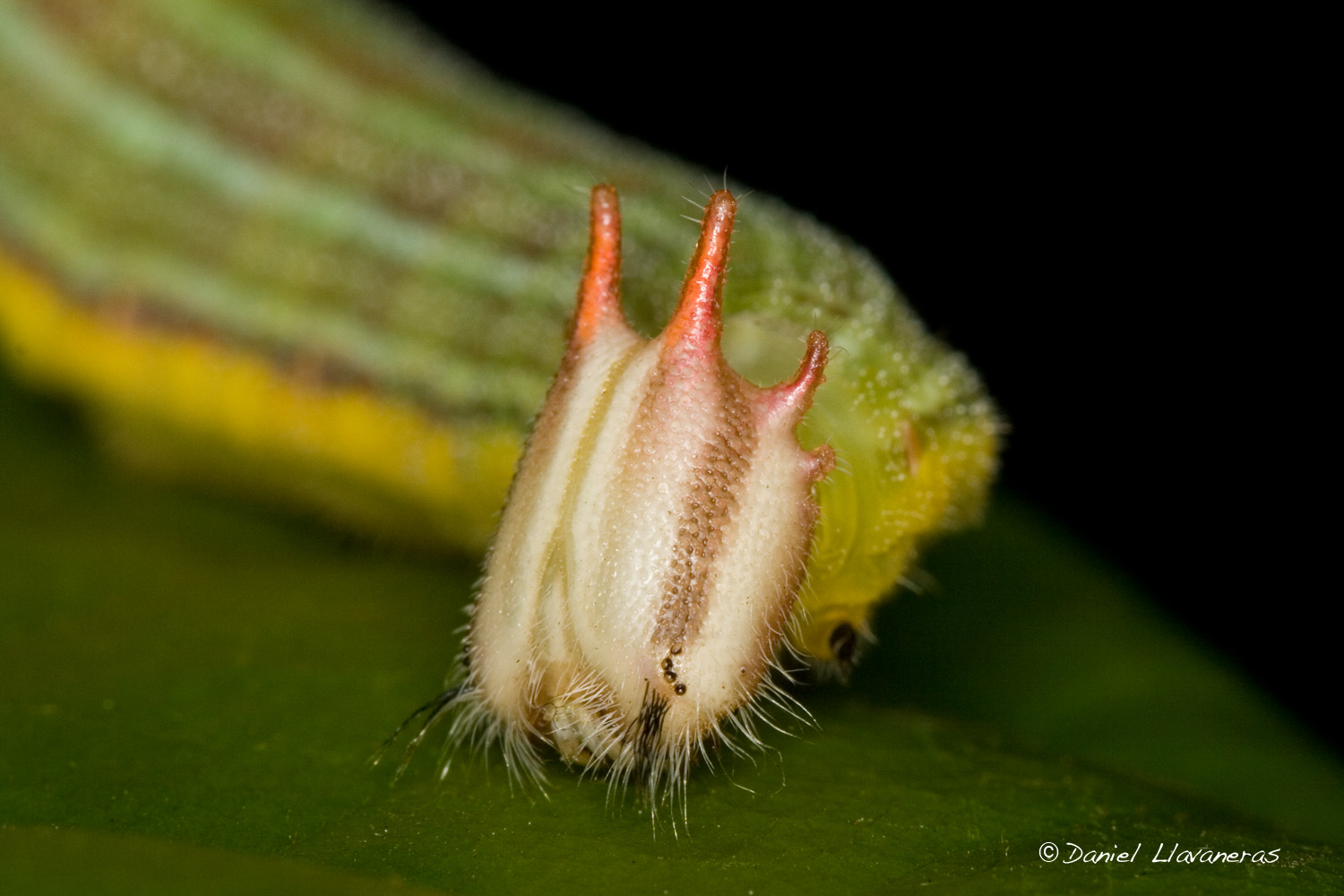 6-horned caterpillar I: