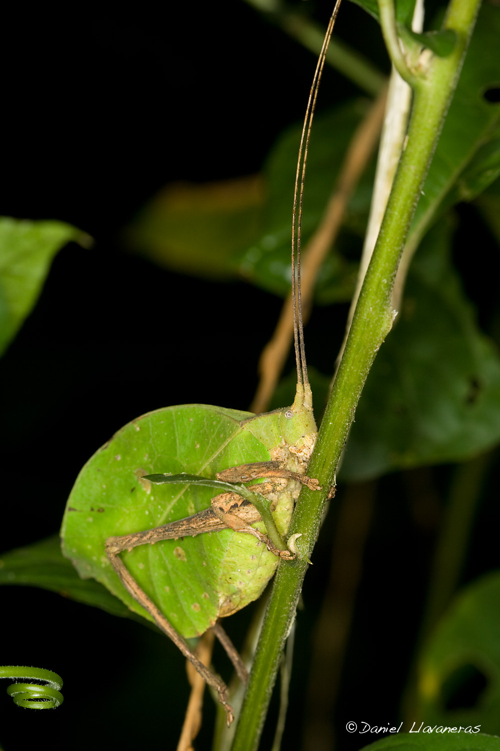 APN Features: Insect Crypsis by StemmyBotanist on DeviantArt
