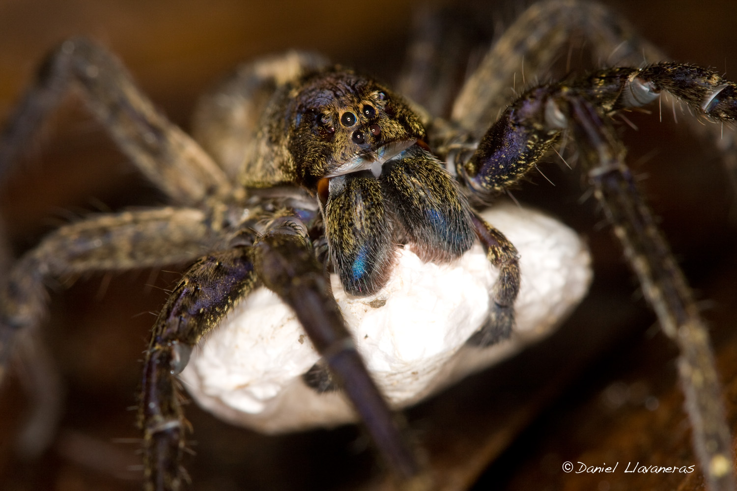 Lycosidae with egg sack 01