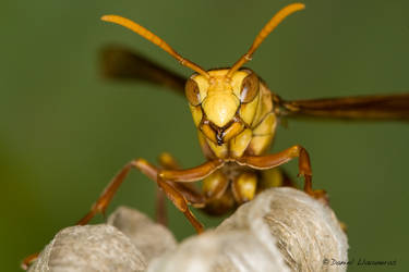 Huge wasp