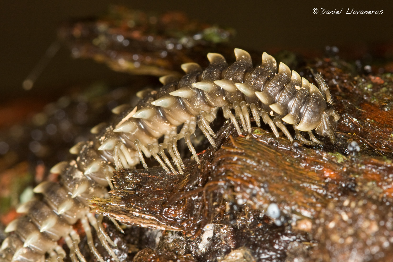 Godzilla millipede