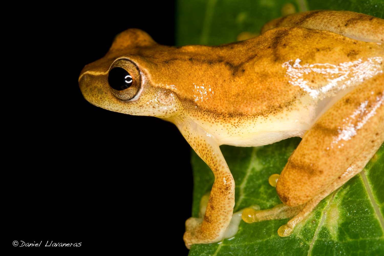 Dendrobatidae