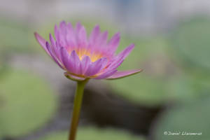 Water lily thin DOF