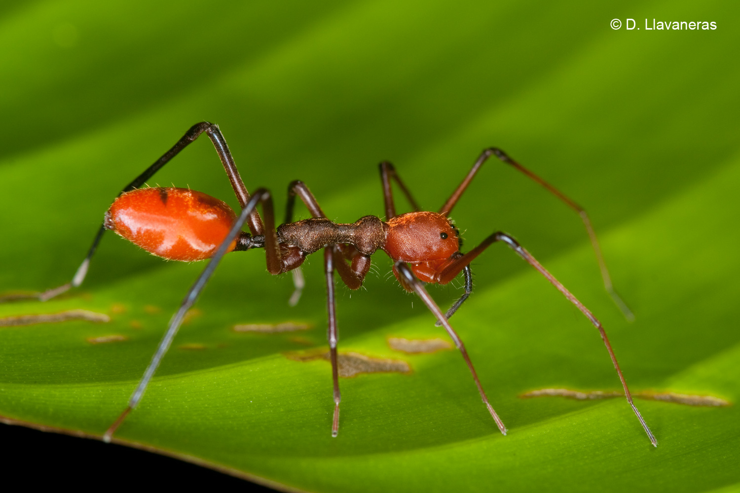 APN Features: Insect Crypsis by StemmyBotanist on DeviantArt