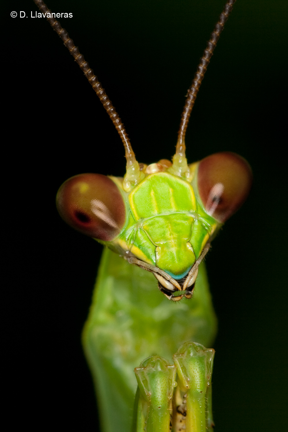 Alert mantis