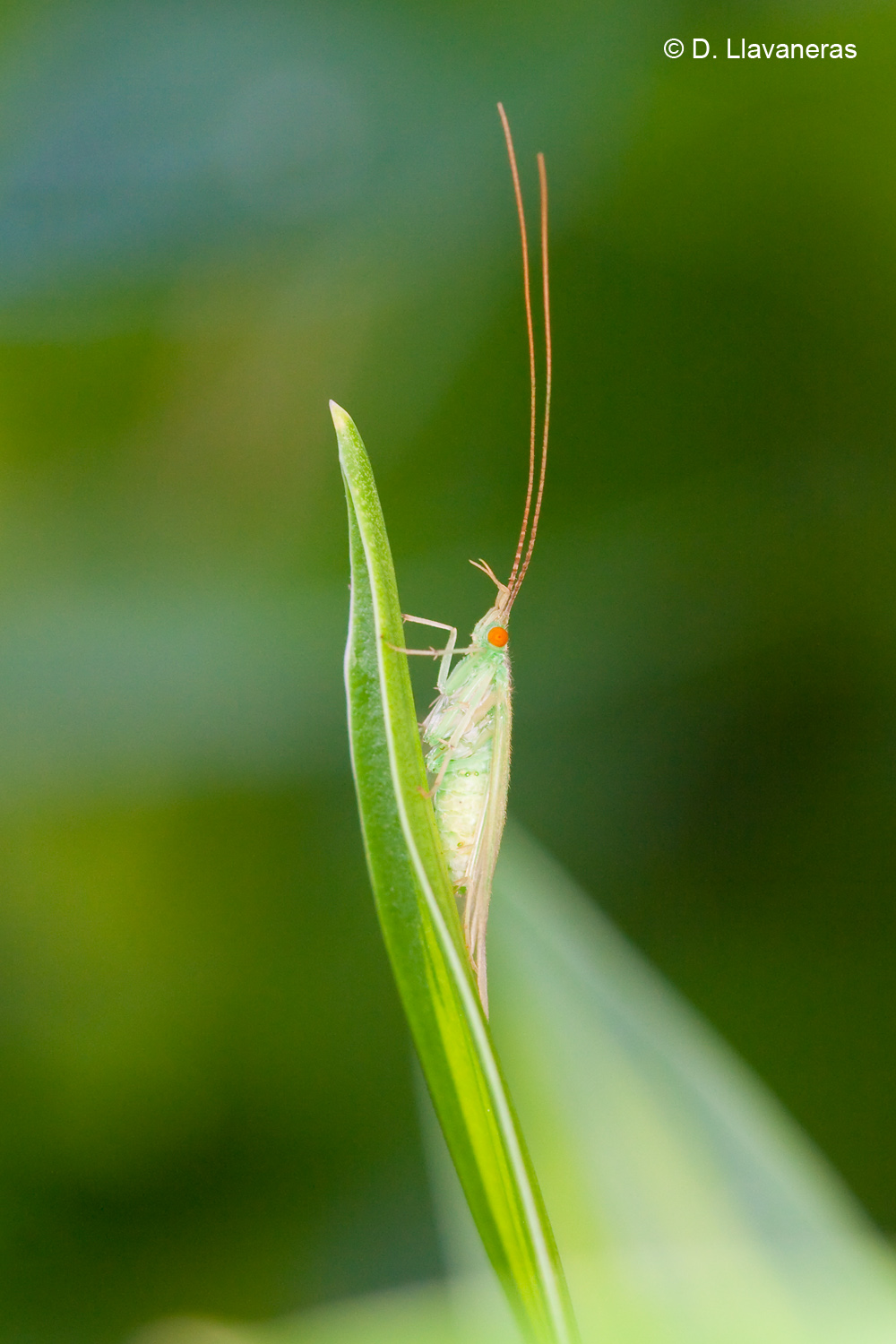 Trichoptera