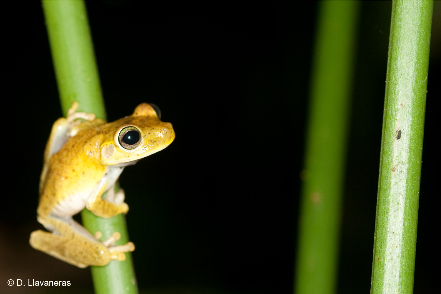 Nocturnal frog