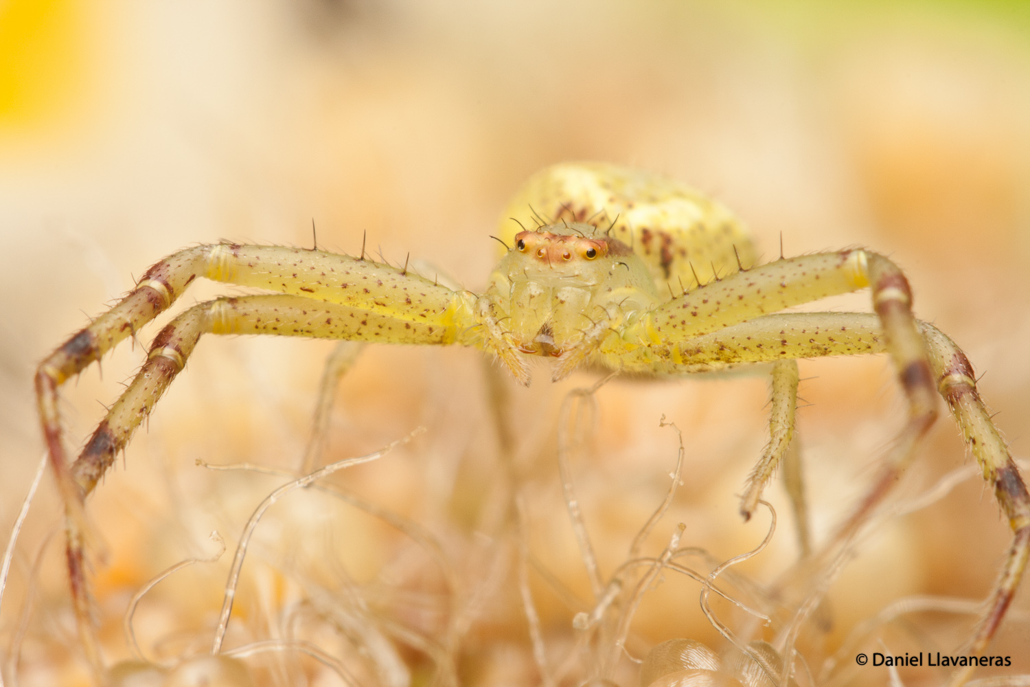 Female Thomisidae