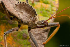 Crested Reduviidae