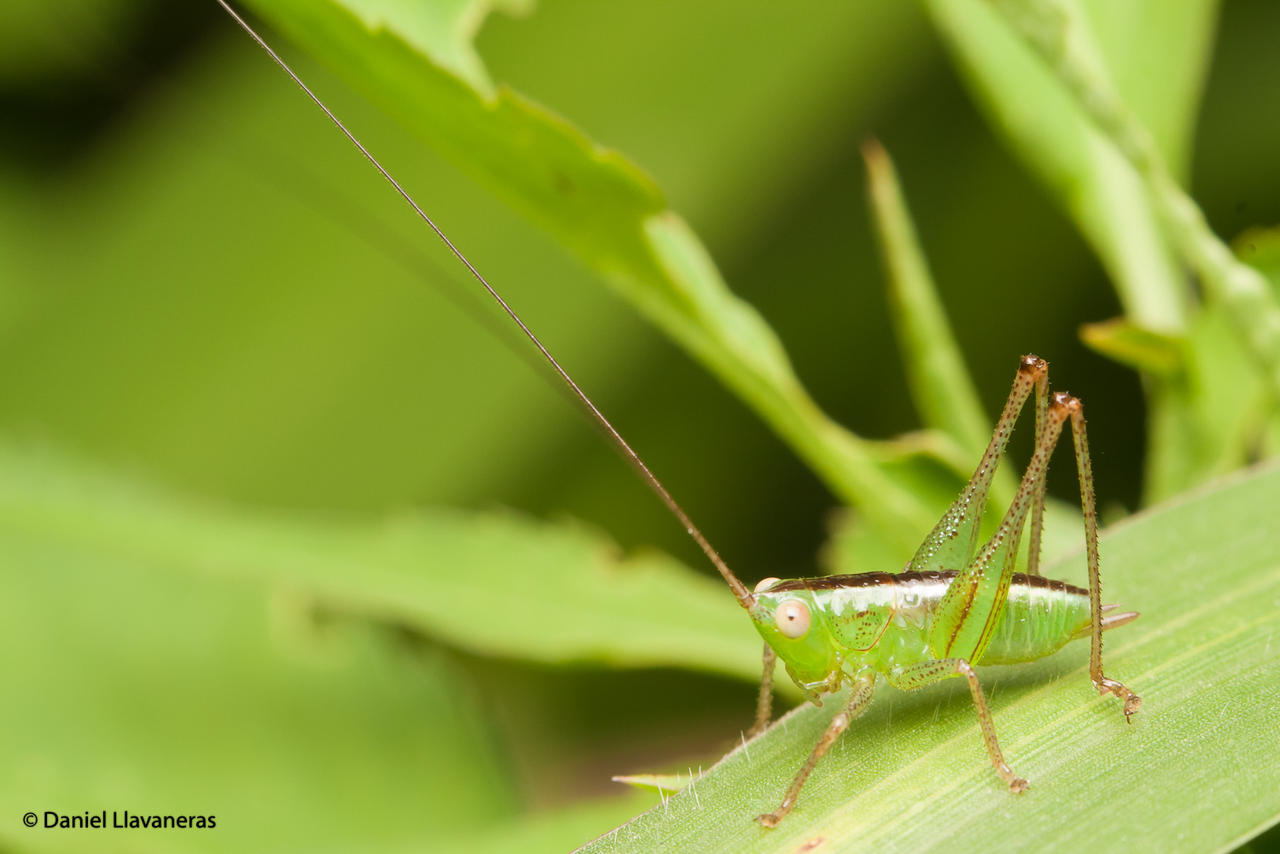 Little cricket