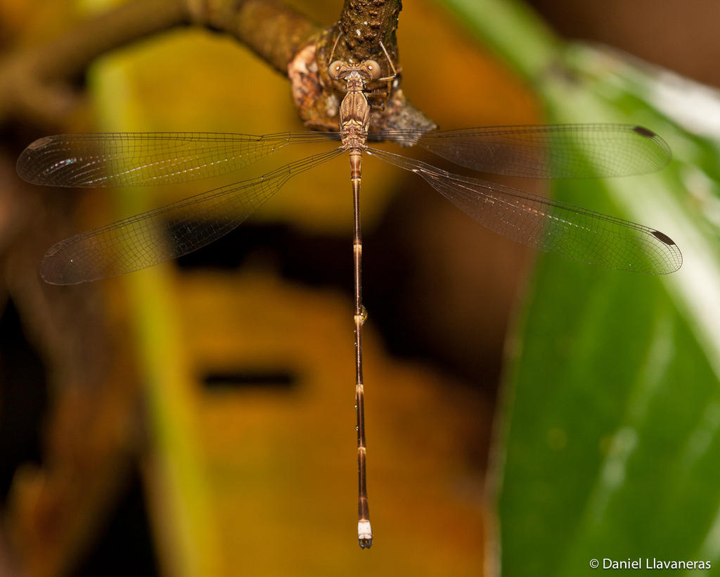 Posing damselfly