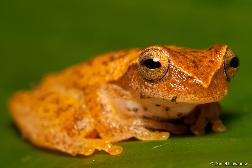 Tiny tree frog