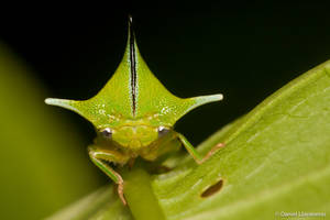 Horned treehopper