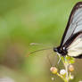 Feeding Hyaliris coeno