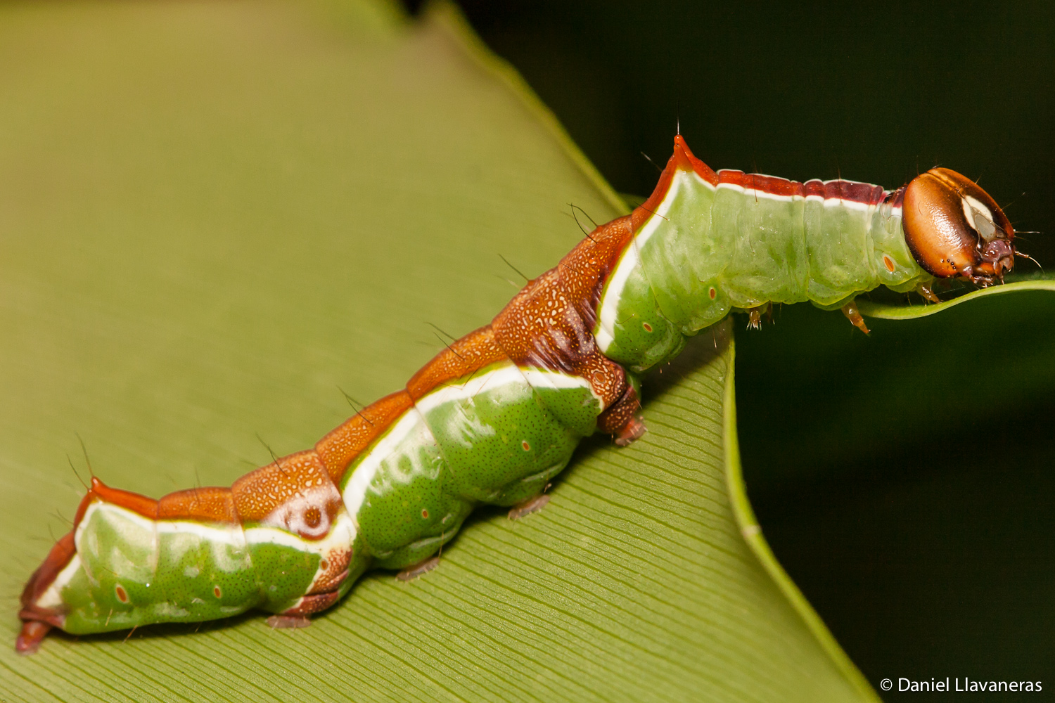 Lepidoptera larva