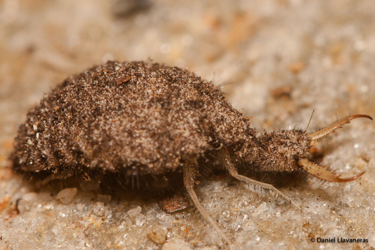 Antlion larva