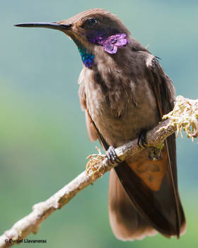 Brown Violetear