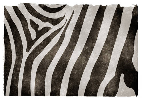 zebra