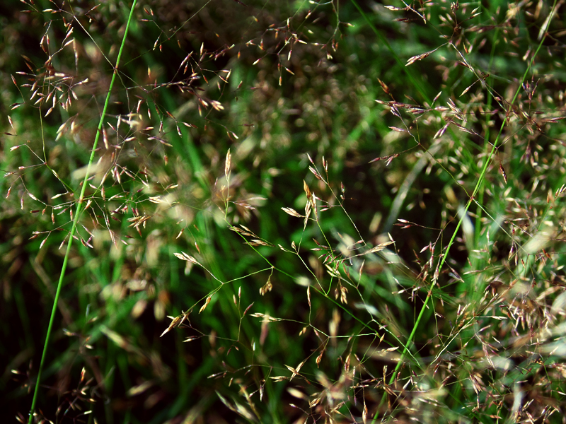 July Sparkling Ground