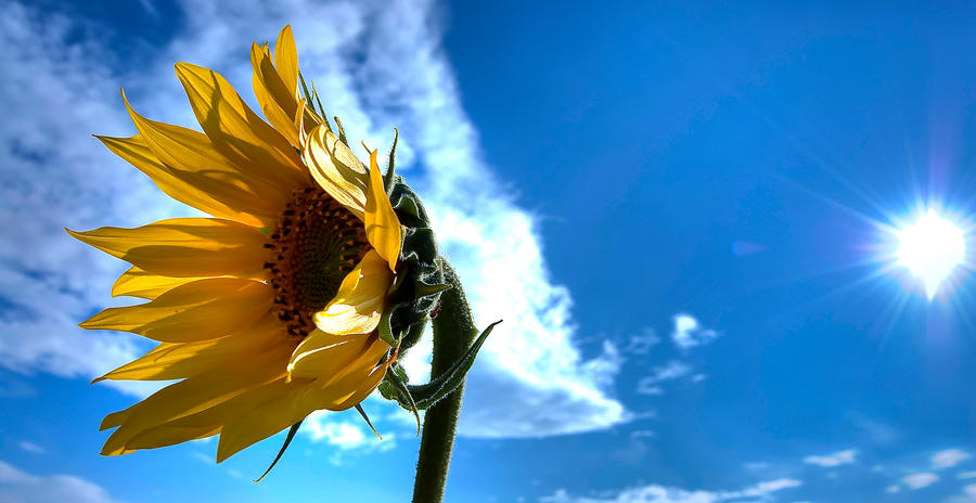 sunflower