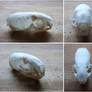 Skull - Stoat