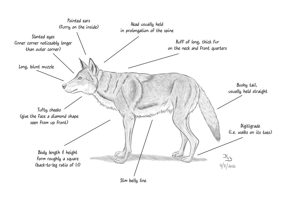 Wolf Anatomy: Side View by kabacalyaan on DeviantArt