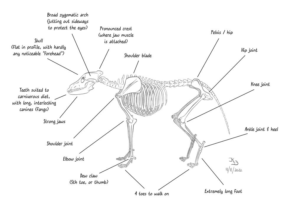 Wolves System Diagram Wolf Anatomy: Skeleton by kabacalyaan on DeviantArt