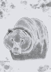 Bear Portrait: Max