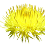 Yellow Flower PNG